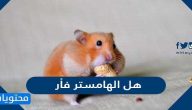 هل الهامستر فأر
