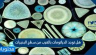 هل توجد الدياتومات بالقرب من سطح البحيرات صح أم خطأ