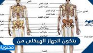 يتكون الجهاز الهيكلي من