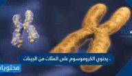 يحتوي الكروموسوم على المئات من الجينات . صح أم خطأ