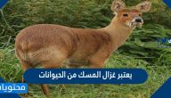 يعتبر غزال المسك من الحيوانات