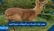 يعتبر غزال المسك من الحيوانات صعبة الصيد