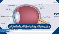 يعد الفرق بين معاملي انكسار الهواء والقرنية المسؤول الرئيس عن تجميع الضوء في العين