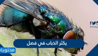 يكثر الذباب في فصل