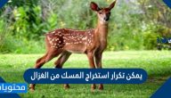 يمكن تكرار استخراج المسك من الغزال