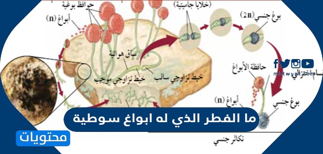 ما الفطر الذي له ابواغ سوطية - موقع محتويات