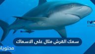 سمك القرش مثال على الاسماك
