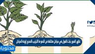 تظهر صور نبات الفول في مراحل مختلفة من النمو ما الترتيب الصحيح لهذه المراحل