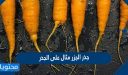 جذر الجزر مثال على الجذر