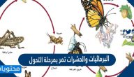 البرمائيات والحشرات تمر بمرحلة التحول صح أم خطأ
