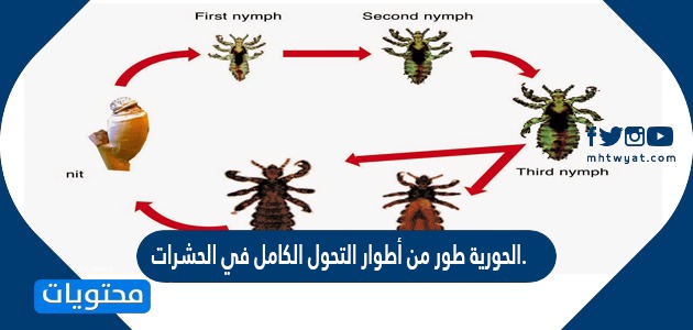 الحورية طور من أطوار التحول الكامل في الحشرات. صح أم خطأ