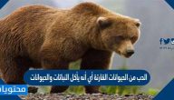 الدب من الحيوانات القارتة أي أنه يأكل النباتات والحيوانات صح أم خطأ