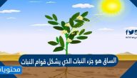 الساق هو جزء النبات الذي يشكل قوام النبات صح أم خطأ