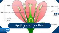 السداة هي الجزء في الزهرة