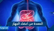 المعدة من اعضاء الجهاز