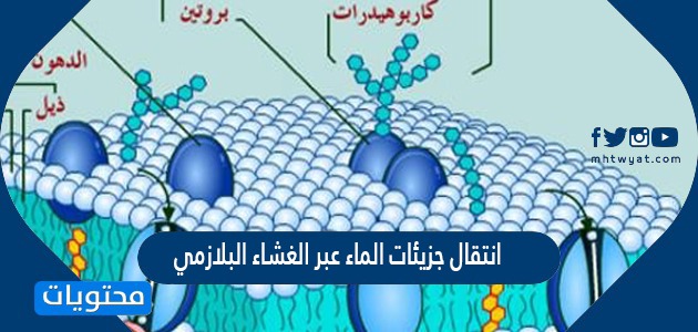 انتقال جزيئات الماء عبر الغشاء البلازمي