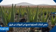 تحمي النباتات الصحراوية نفسها من الحيوانات عن طريق