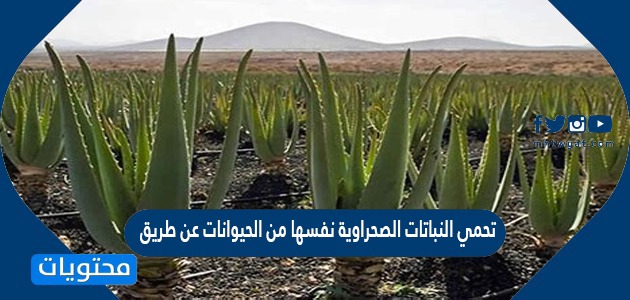 التكيف الذي يساعد نبات الصبار على البقاء في البيئة الصحراوية