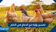 تفسير رؤية ذبح الدجاج في الحلم لابن سيرين
