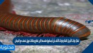 تمتاز ذوات الأرجل المئة وذوات الألف بأن أجسامها مقسمة إلى قطع وحلقات فهل تصنف مع الديدان