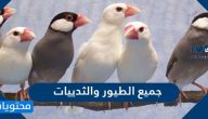 جميع الطيور والثدييات