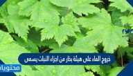 خروج الماء على هيئة بخار من اجزاء النبات يسمى