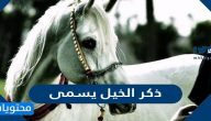 ذكر الخيل يسمى