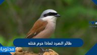 طائر الصرد لماذا حرم قتله