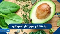 كيف تنتشر بذور ثمار الأفوكادو