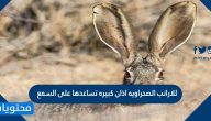 للارانب الصحراويه اذان كبيره تساعدها على السمع صح أم خطأ