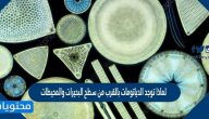 لماذا توجد الدياتومات بالقرب من سطح البحيرات والمحيطات