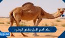 لماذا لحم الابل ينقض الوضوء