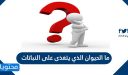 ما الحيوان الذي يتغذى على النباتات