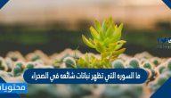 ما السوره التي تظهر نباتات شائعه في الصحراء