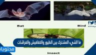 ما الشيء المشترك بين الطيور والخفافيش والفراشات