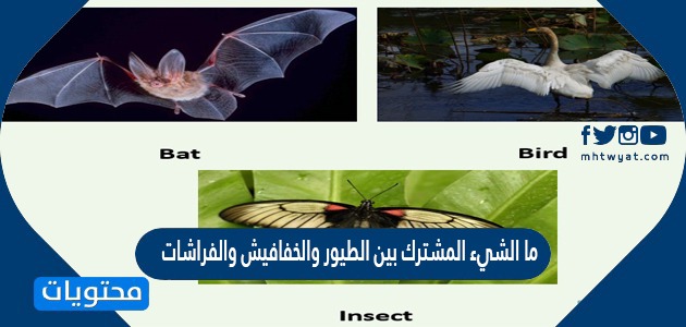 ما الشي المشترك بين الطيور والخفافيش والفراشات