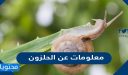 معلومات عن الحلزون