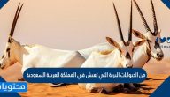 من الحيوانات البرية التي تعيش في المملكة العربية السعودية