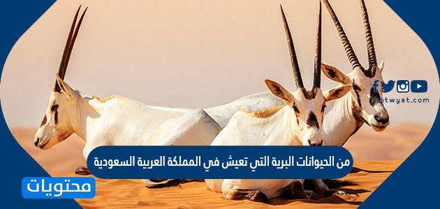 من الحيوانات البرية التي تعيش في المملكة العربية السعودية
