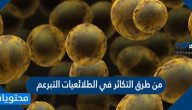 من طرق التكاثر في الطلائعيات التبرعم صح أم خطأ