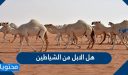 هل الابل من الشياطين