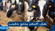 هل البقر ينتج حليب