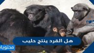 هل القرد ينتج حليب