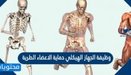 وظيفة الجهاز الهيكلي حماية الاعضاء الطرية صح أم خطأ