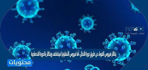 يتكاثر فيروس القوباء عن طريق دورة التحلل، أما فيروس الأنفلونزا فيتضاعف ويتكاثر بالدورة الاندماجية
