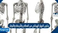 يتكون الجهاز الهيكلي من العظام والأربطة والأوتار