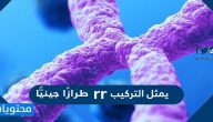 يمثل التركيب rr طرازًا جينيًّا