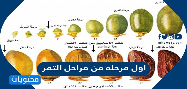 اول مرحله من مراحل التمر موقع محتويات