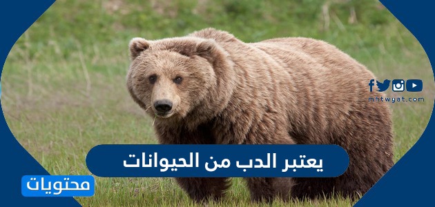 يعتبر الدب من الحيوانات - موقع محتويات