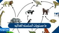 ما مستويات السلسله الغذائيه